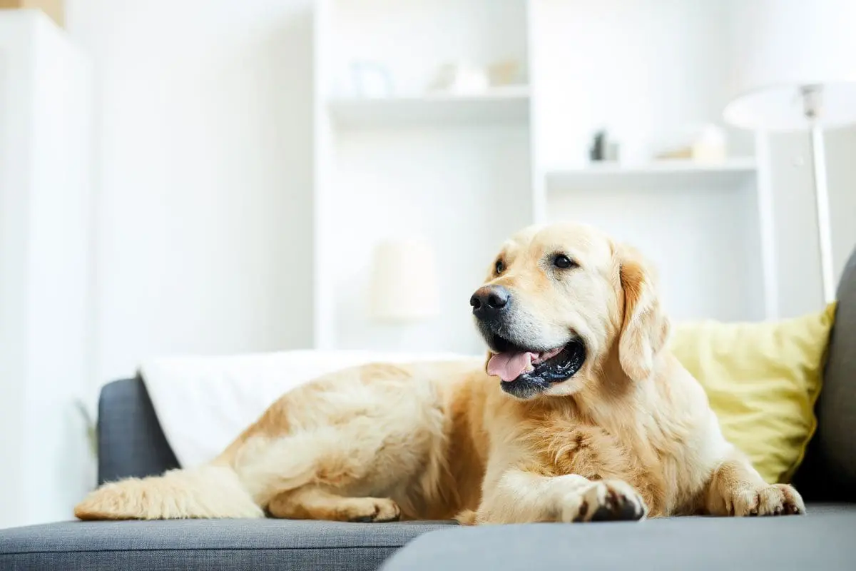 home-pet-DLS8YRA